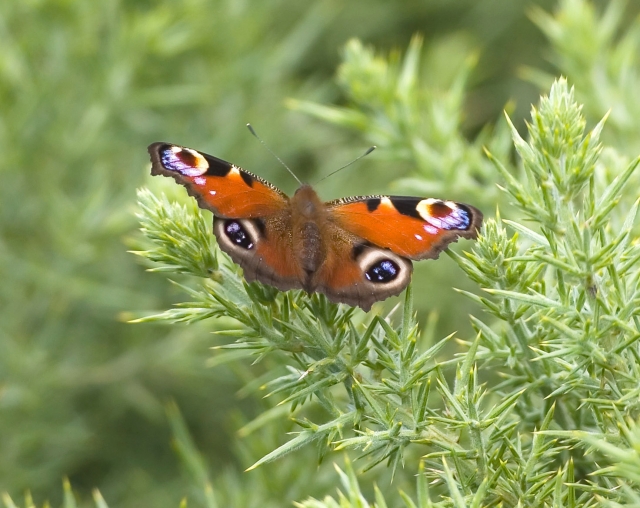 Peacock Butterfly (Tom McDonnell)